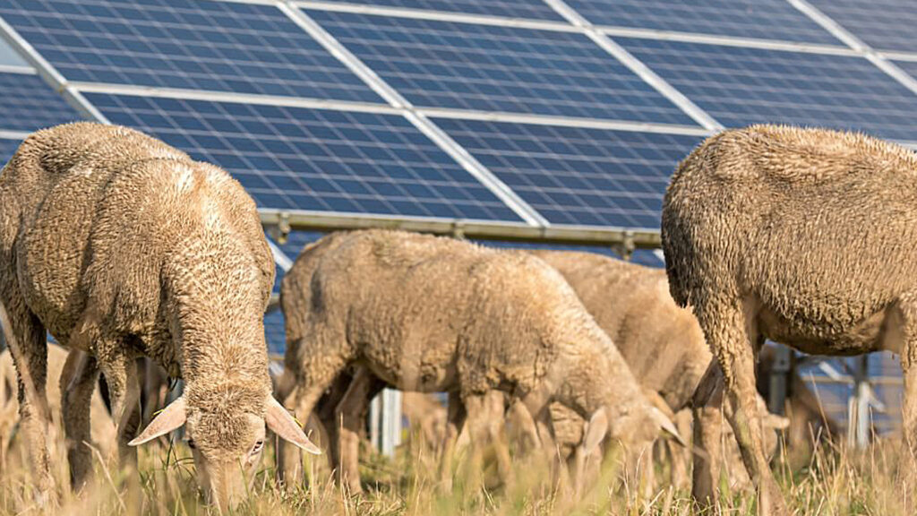 Sheep grazing in front of agrivoltaics installation