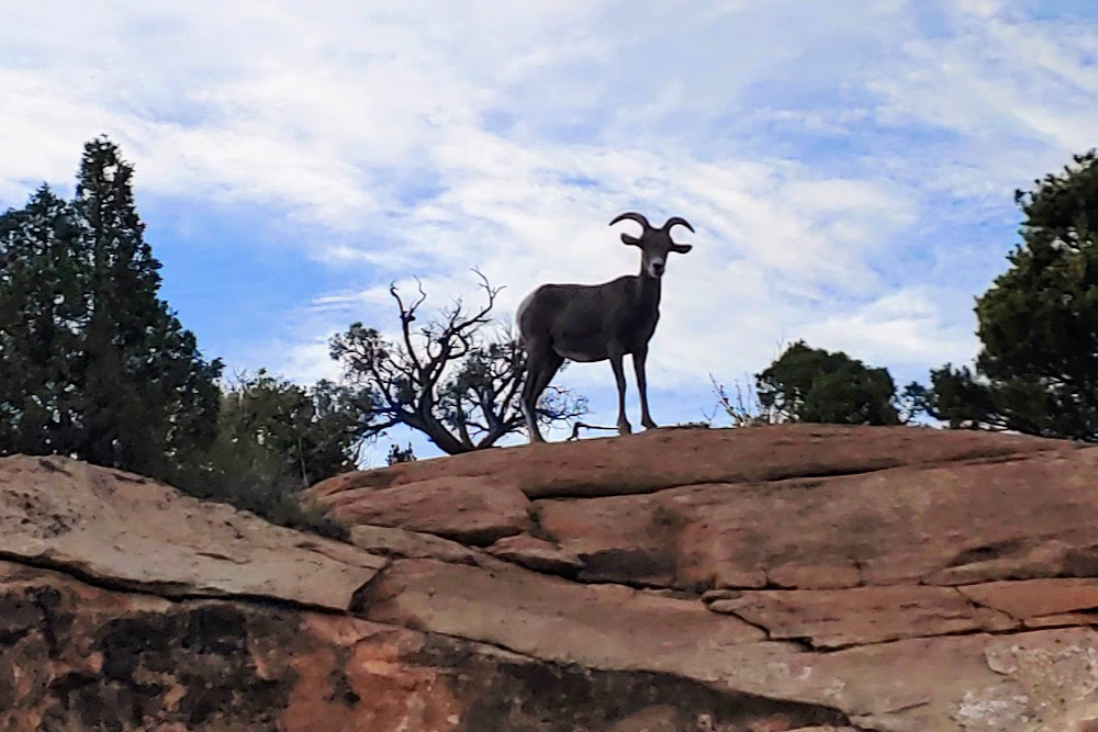 A mountain goat standin on redstone looks at the camera before a blue sky with clouds